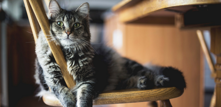 5 Reactions to Organizational Change (Demonstrated by Cats) and How to Deal with Them